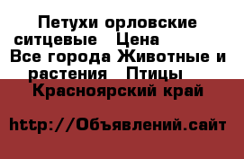 Петухи орловские ситцевые › Цена ­ 1 000 - Все города Животные и растения » Птицы   . Красноярский край